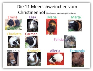 Schulmeerschweinchen