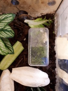 Terrarium im Terrarium